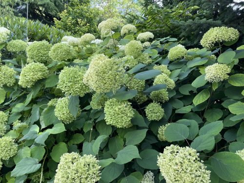 Garden Staging Hydrangea