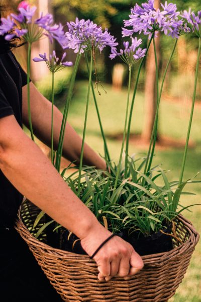 Garden Staging Budapest 15. kerület